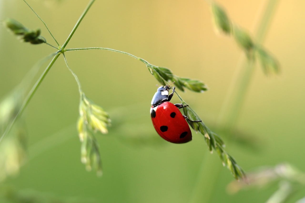Pexels pixabay 121472