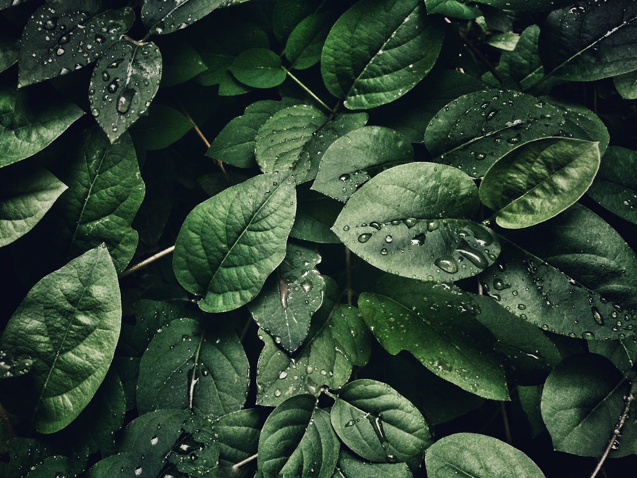 Elements (13)