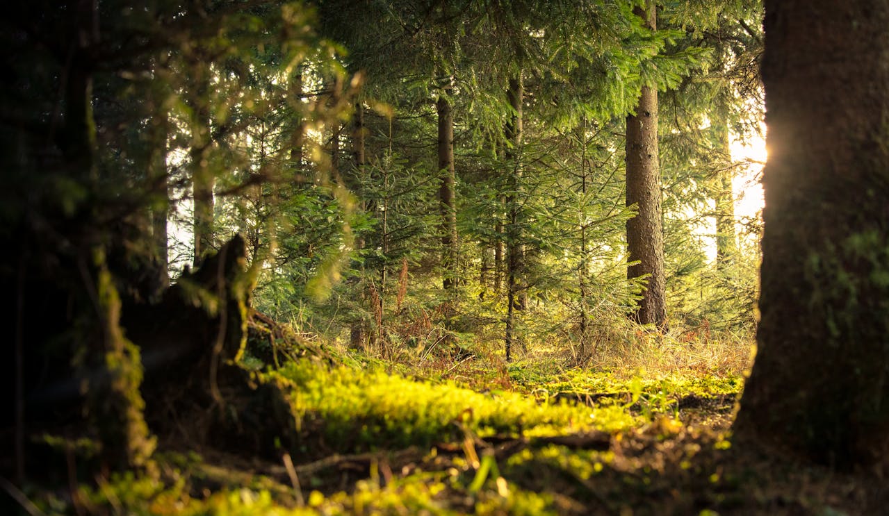 Forest2 (13)
