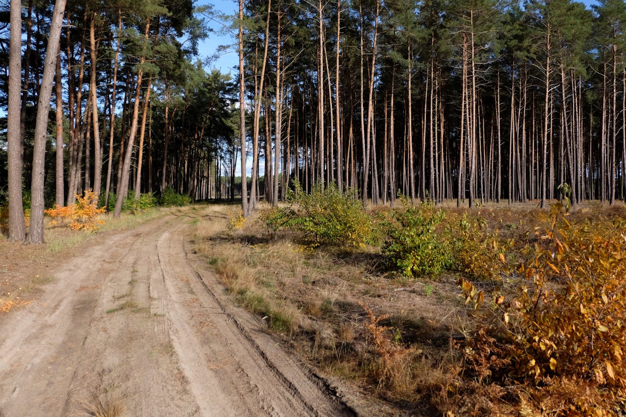 Forest2 (15)