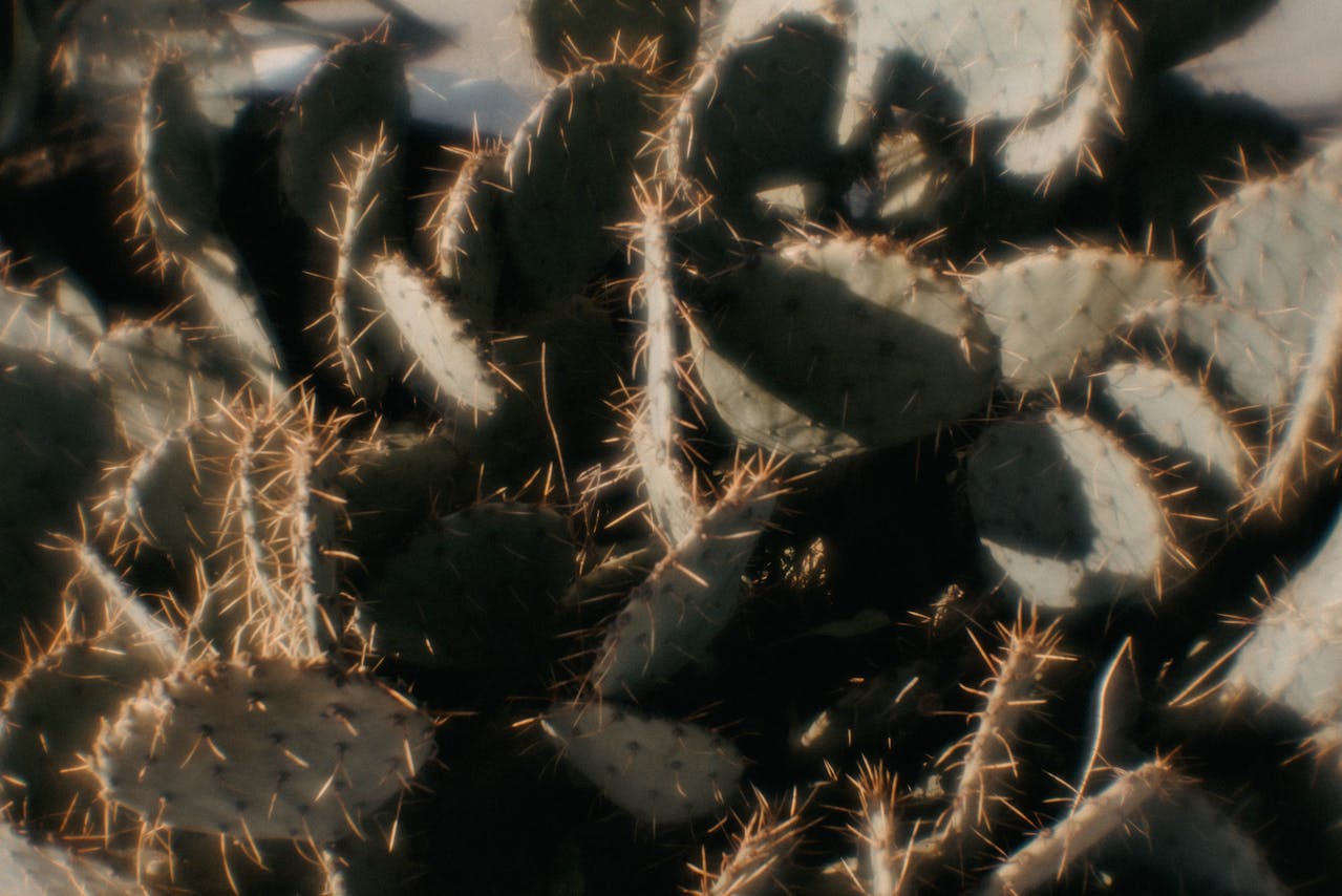 Plants (1)