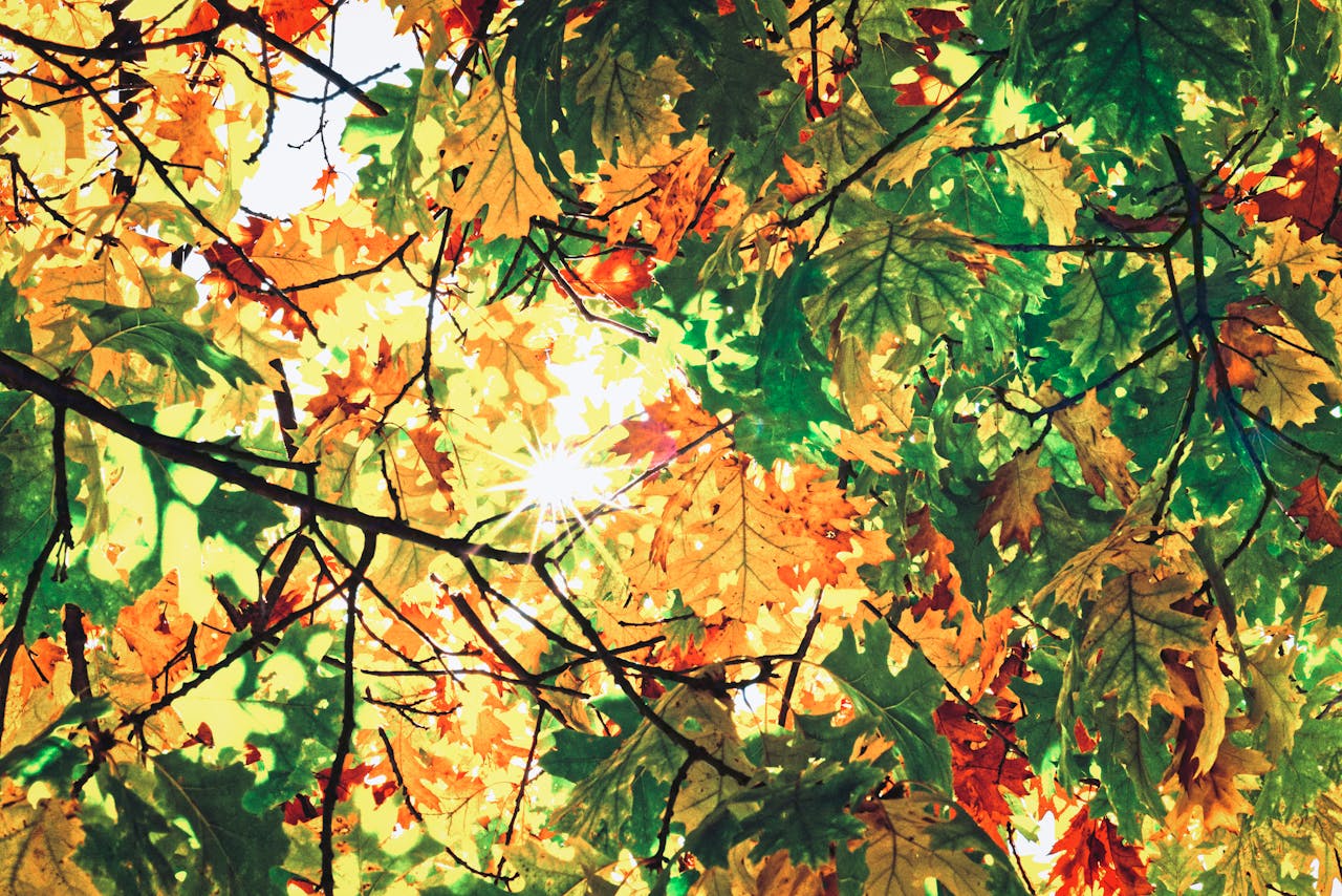 Seasons (2)
