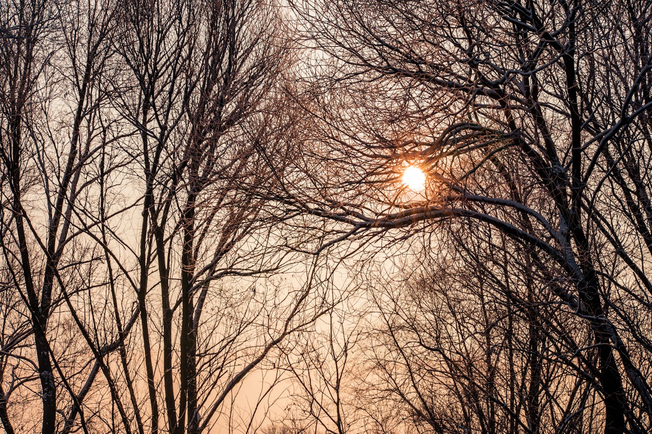 Seasons (5)