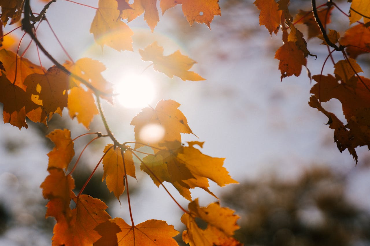Seasons (7)