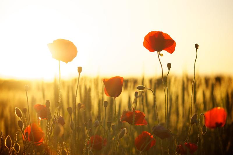 Sunrise and sunset (11)