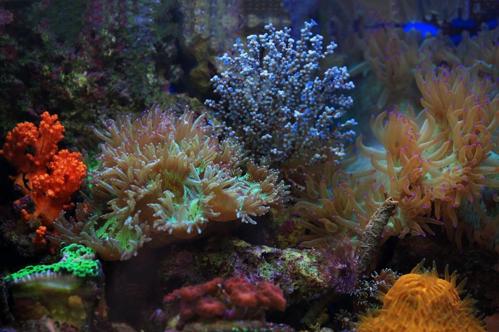 Ocean (1)