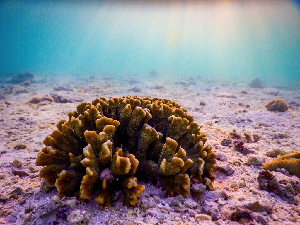 Ocean (4)