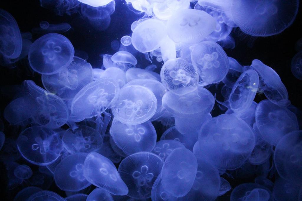 Ocean (8)