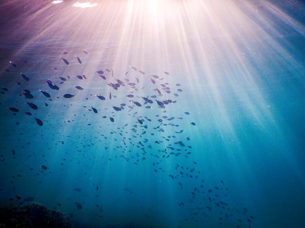 Ocean (9)